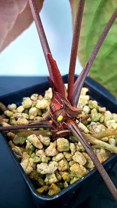 plant/A180 Papillaminum 'Manta' Anthurium-2-thumbnail