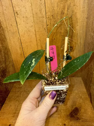 plant/447 Hoya bulusan seedling-0-thumbnail