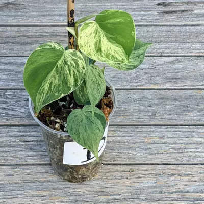 plant/Philodendron variegated heart leaf-1-thumbnail