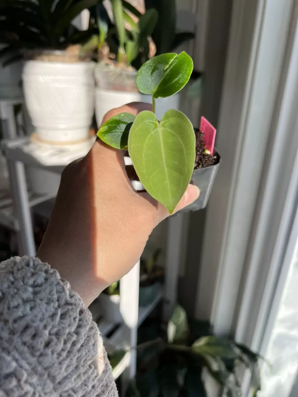 plant/Anthurium Carla/AOS x Midnight Velvet/Mid night velvet Sanguinum #8-0