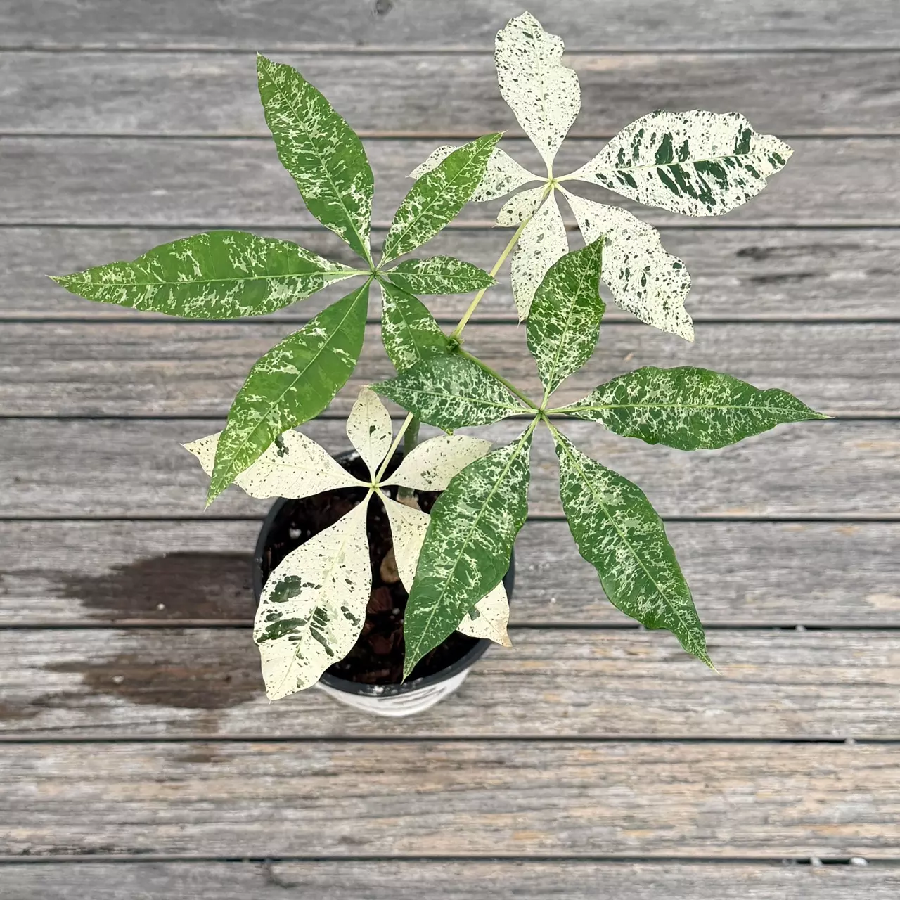 plant/Variegated money tree-0