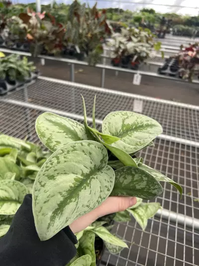 plant/Scindapsus Exotica 4” pot growers choice-4-thumbnail