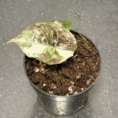 plant/Alocasia pink azlanii-0-thumbnail