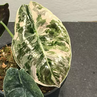 plant/Alocasia pink azlanii-0-thumbnail