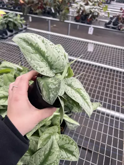 plant/Scindapsus Exotica 4” pot growers choice-3-thumbnail