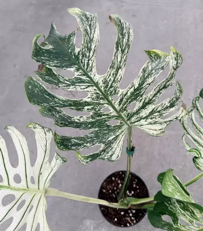 plant/Monstera White Devil Monster-3-thumbnail