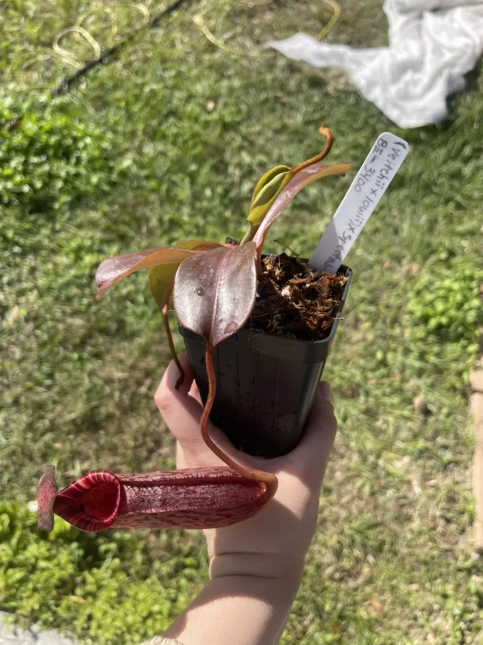 plant/(Veitchii x lowii) x spectabalis-0