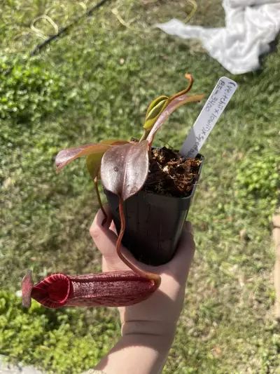 plant/(Veitchii x lowii) x spectabalis-0-thumbnail