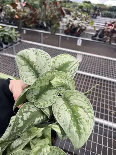 plant/Scindapsus Exotica 4” pot growers choice-1-thumbnail