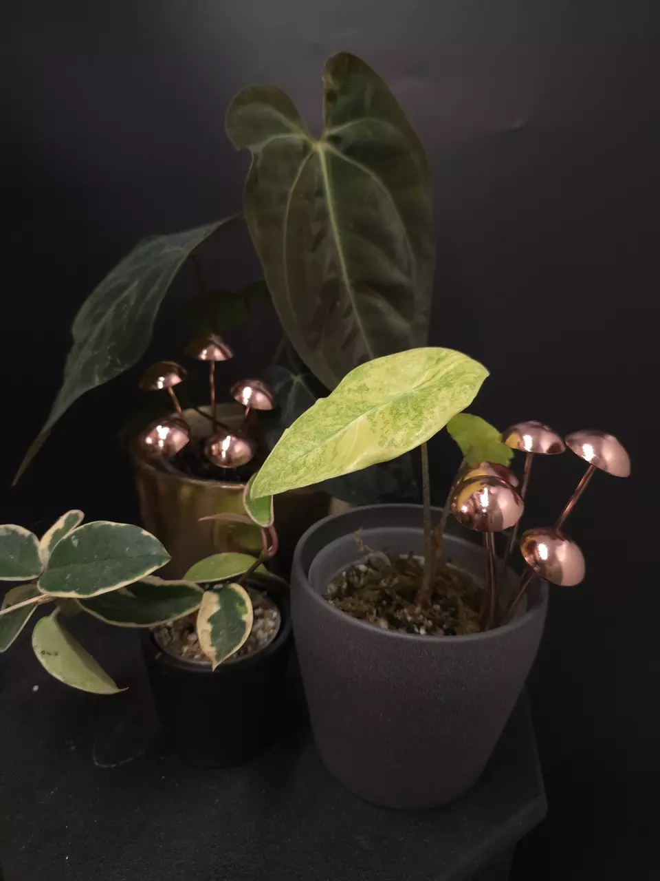 plant/Copper Mushroom Pot Pal SINGLE **ADD ON ONLY**-0