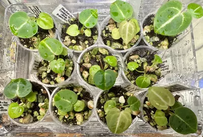 plant/Anthurium Seedling ( Silver Blush x Red Crystallinum - NSE ) x Michelle-3-thumbnail