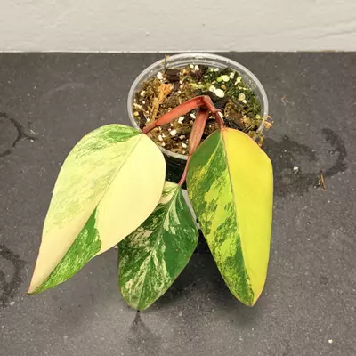 plant/Philodendron strawberry shake-1-thumbnail