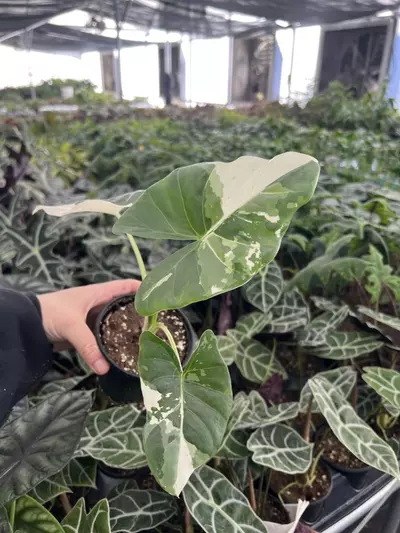 plant/Alocasia Macrorrhiza Albo 4” pot growers choice-3-thumbnail