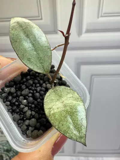 plant/Hoya Kinabalu Silver rooted cutting with new growth -2-thumbnail