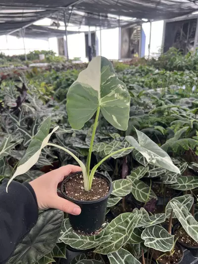 plant/Alocasia Macrorrhiza Albo 4” pot growers choice-1-thumbnail