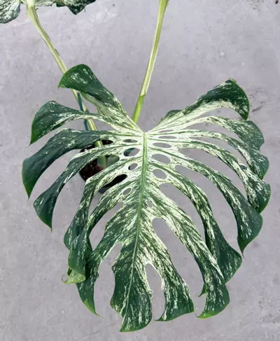plant/Large Monstera White Devil Monster-5-thumbnail