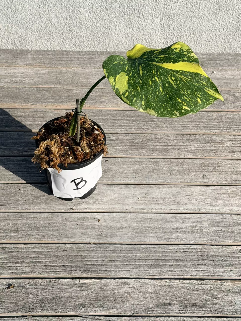 plant/Monstera Electrolyte-1