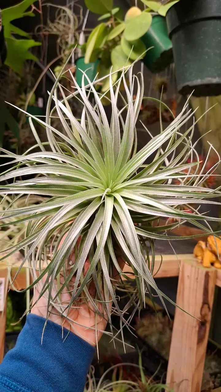 plant/Z49 WYSIWYG Exact Plant Jumbo Cotton Candy  Air Plant-0