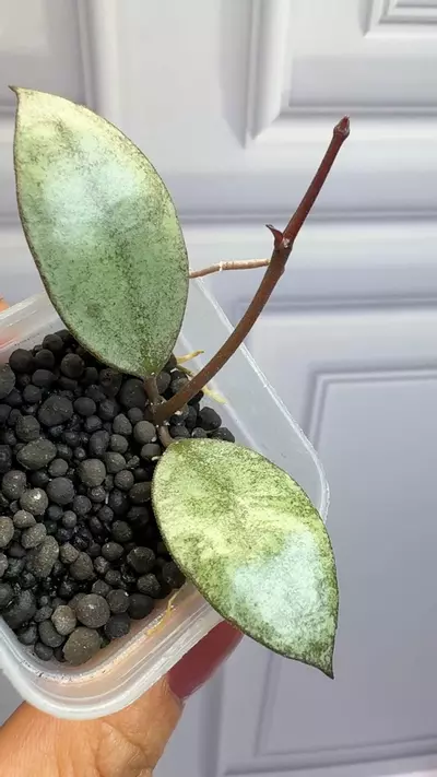 plant/Hoya Kinabalu Silver rooted cutting with new growth -4-thumbnail
