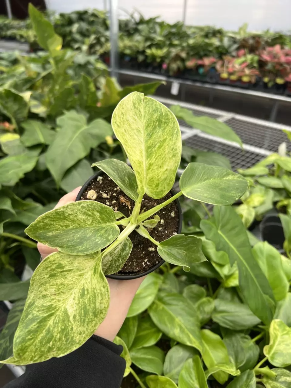 plant/Philodendron Giganteum Blizzard 4” pt growers choice-1