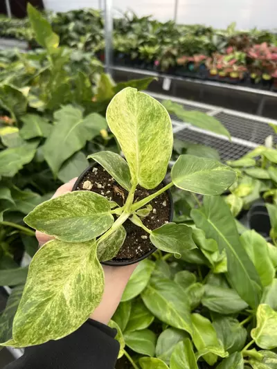 plant/Philodendron Giganteum Blizzard 4” pt growers choice-1-thumbnail