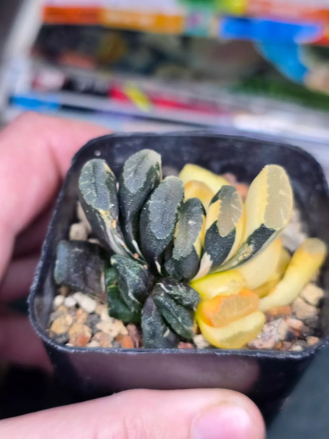 plant/Haworthia Truncata Variegated Small Leaf-1