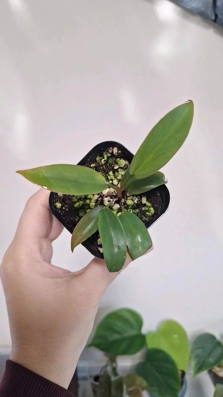 plant/Philodendron Florida Bronze-1