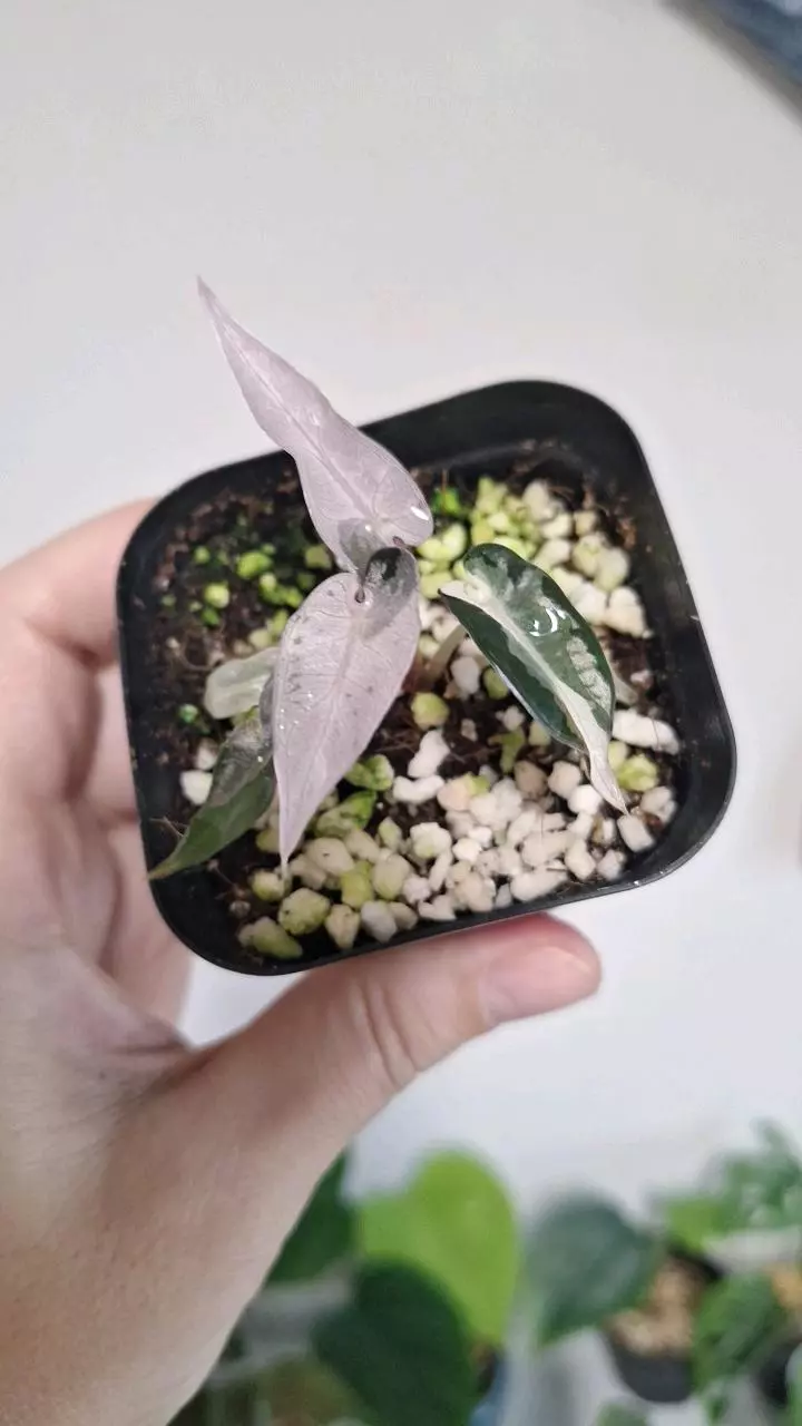 plant/Alocasia Pink Bambino-0