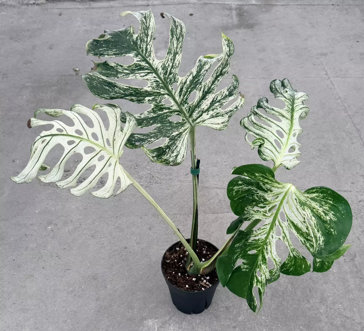 plant/Monstera White Devil Monster-0