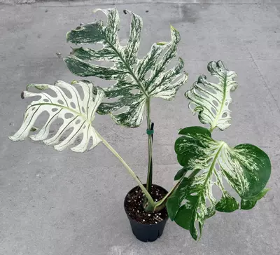 plant/Monstera White Devil Monster-0-thumbnail