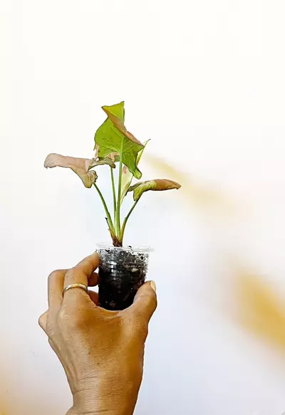 plant/🫟 Syngonium Pink Salmon-1-thumbnail