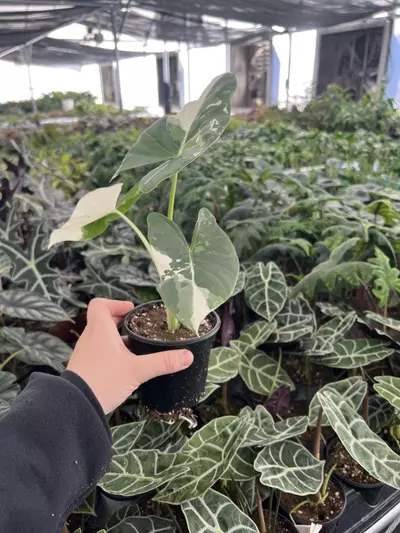 plant/Alocasia Macrorrhiza Albo 4” pot growers choice-6-thumbnail