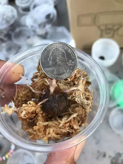 plant/Pink Variegated Alocasia Serendipity Corm-4-thumbnail