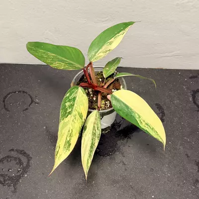 plant/Philodendron strawberry shake-1-thumbnail