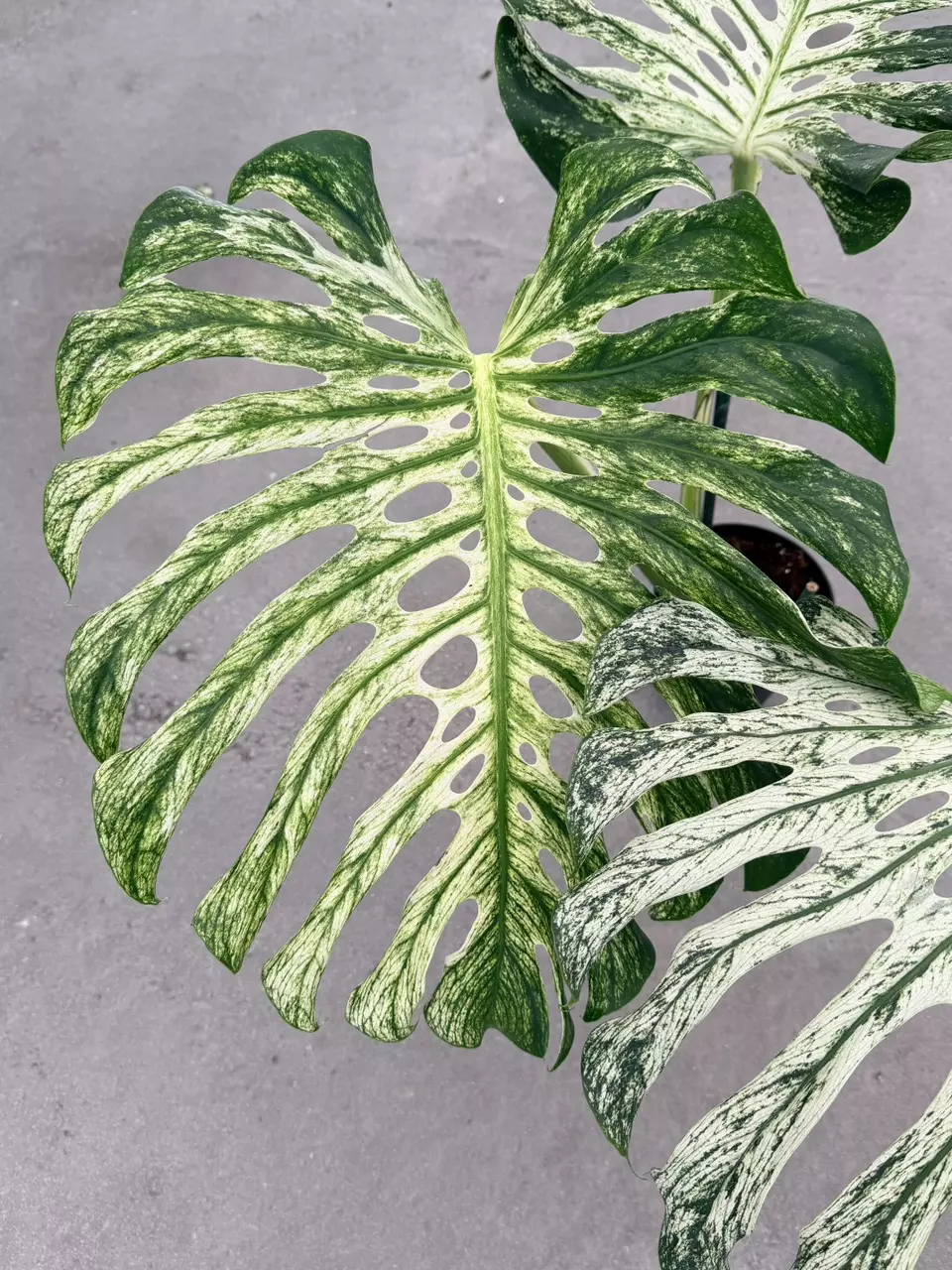 plant/Large Monstera White Devil Monster-1