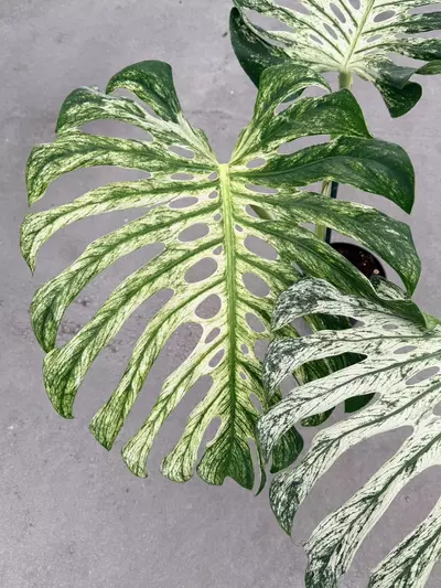 plant/Large Monstera White Devil Monster-1-thumbnail