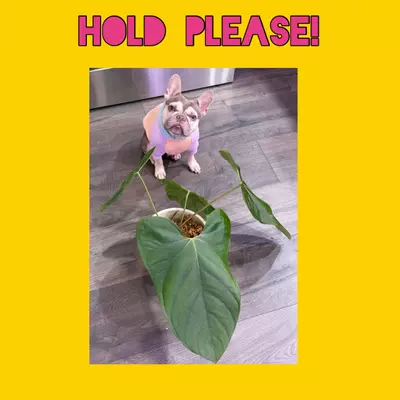 plant/Hold for the duration of your choosing-0-thumbnail