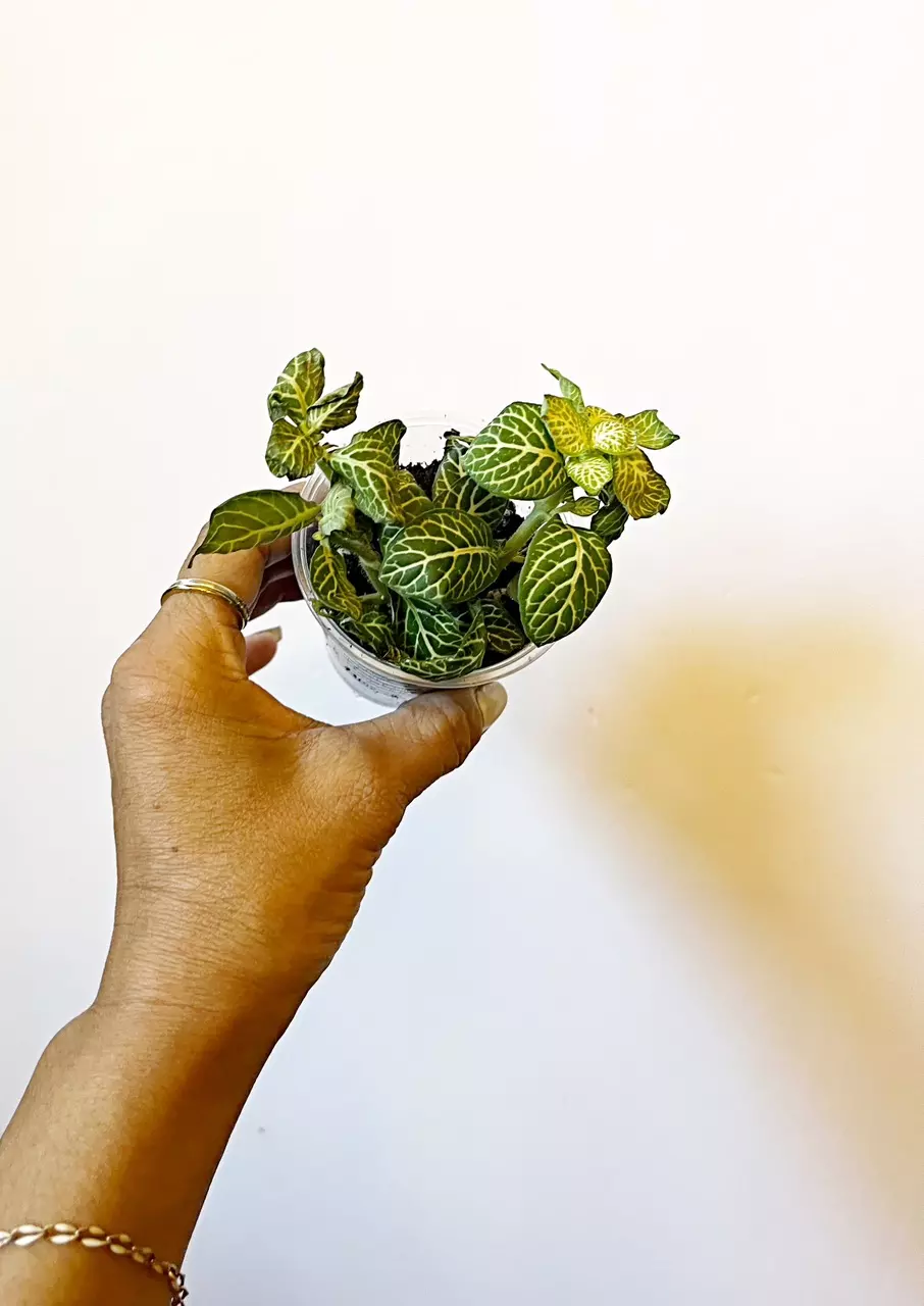 plant/🫟 Fittonia Joly Lemon-0