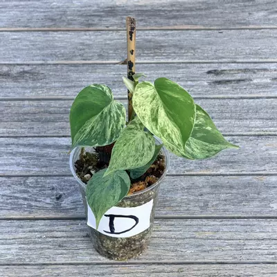 plant/Philodendron variegated heart leaf-2-thumbnail