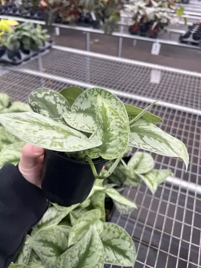 plant/Scindapsus Exotica 4” pot growers choice-5-thumbnail