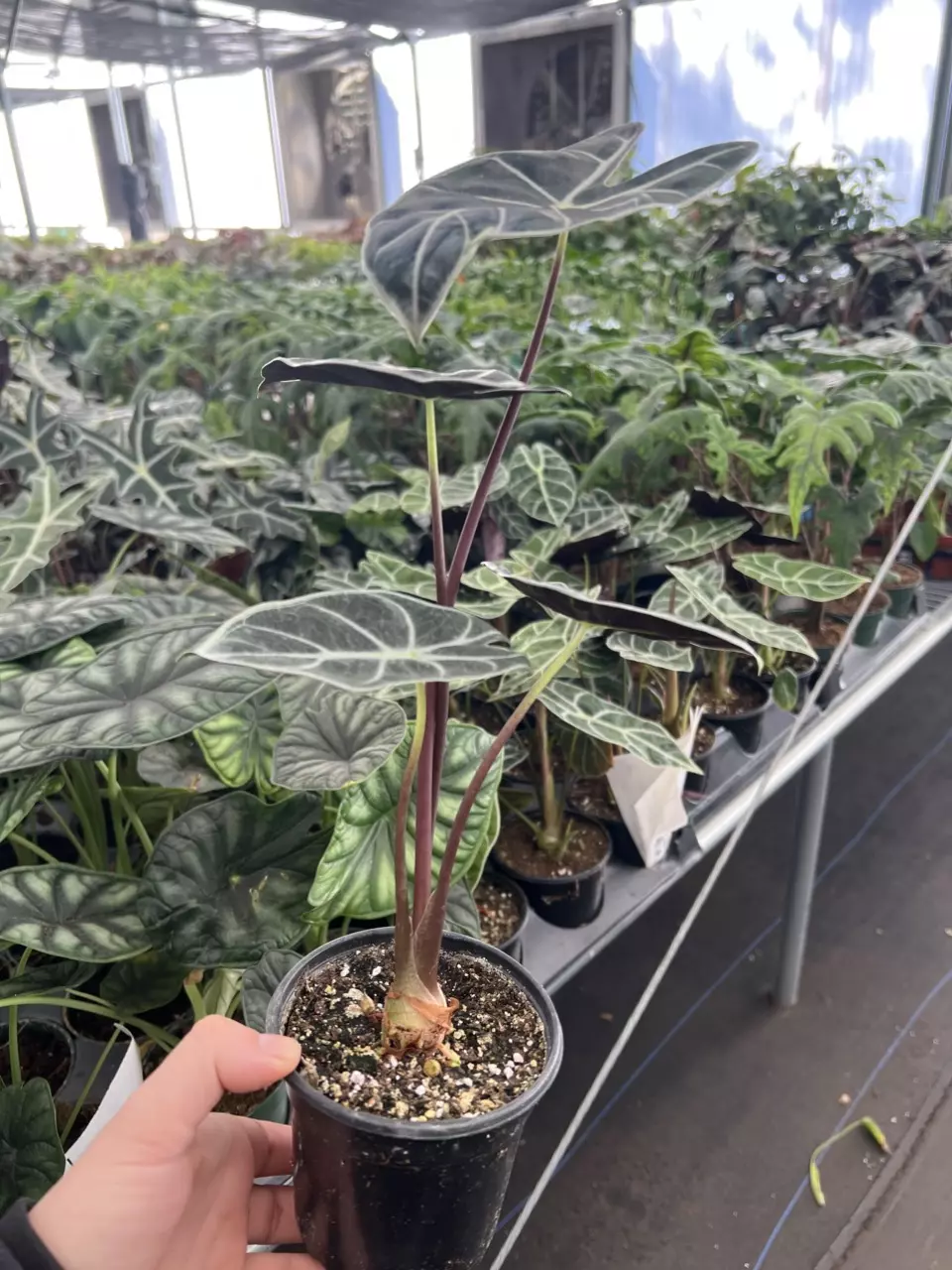 plant/Alocasia Suhirmaniana purple vein 4” pot growers choice-5