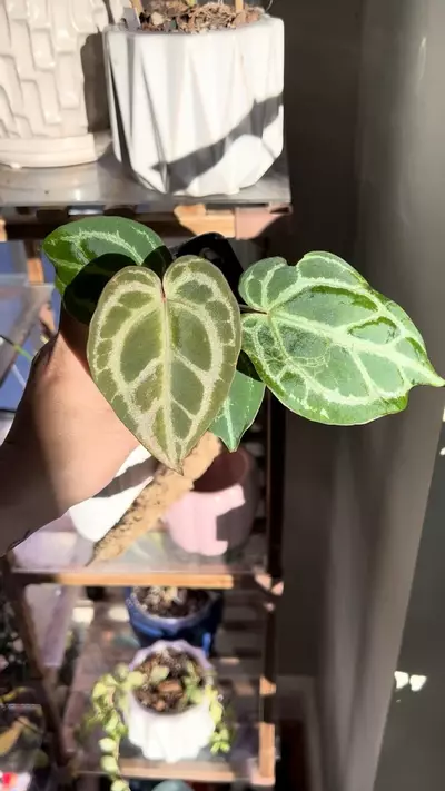 plant/Anthurium Red Crystalinum x Pink Lemonade-1-thumbnail