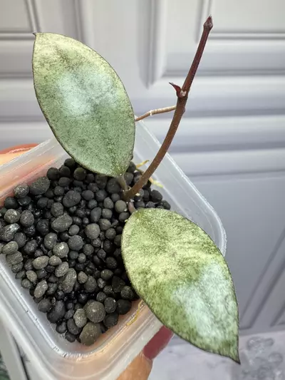 plant/Hoya Kinabalu Silver rooted cutting with new growth -0-thumbnail