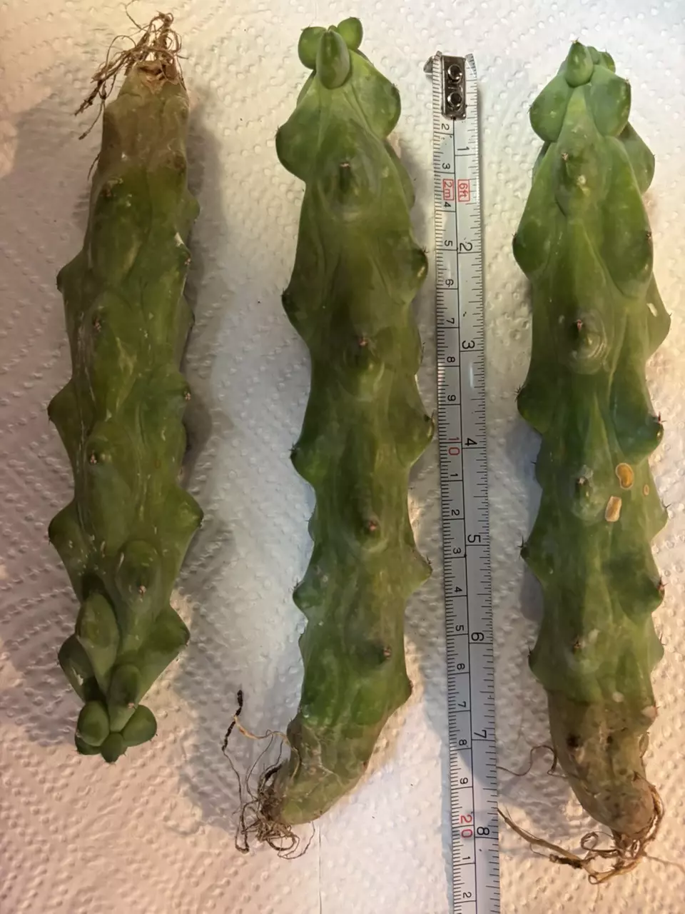 plant/Boobie Cactus - Myrtillocactus geometrizans Fukurokuryuzinboku - grower’s choice-0