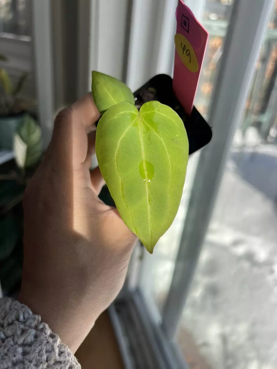 plant/Anthurium Wuhoo’s First Night (open pollinated) #49-0