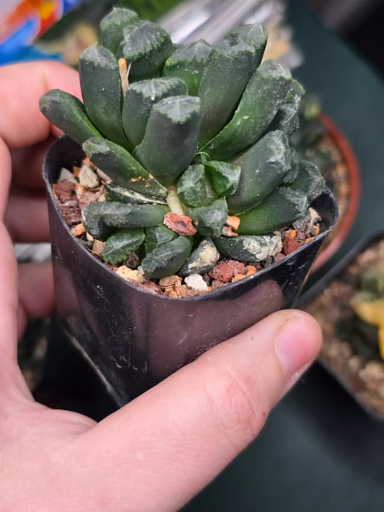 plant/Haworthia Maughanii Variegated (Non Varigated)-3
