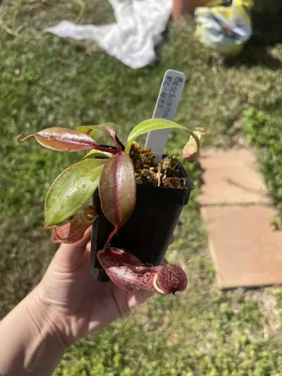 plant/Boschiana-0-thumbnail