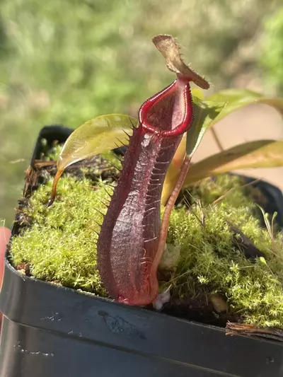 plant/Ram x sing-1-thumbnail