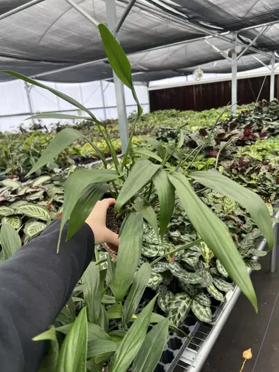 plant/Amplissimum Green 4” pot growers choice-3-thumbnail