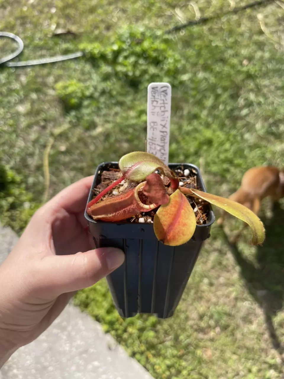 plant/(Veitchii x platy) x veitchii-0